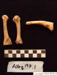 L_V20d5034 A16q197.1 R820 lR ta human bones in q-lot